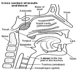 Larynx.jpg