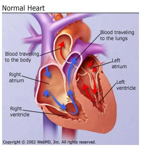 Normal heart