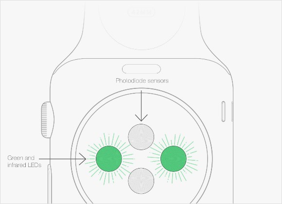 Apple watch heart rate sensor.jpg