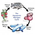 Aquaponics cycle.jpg