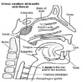 Thumbnail for version as of 23:41, 7 October 2014